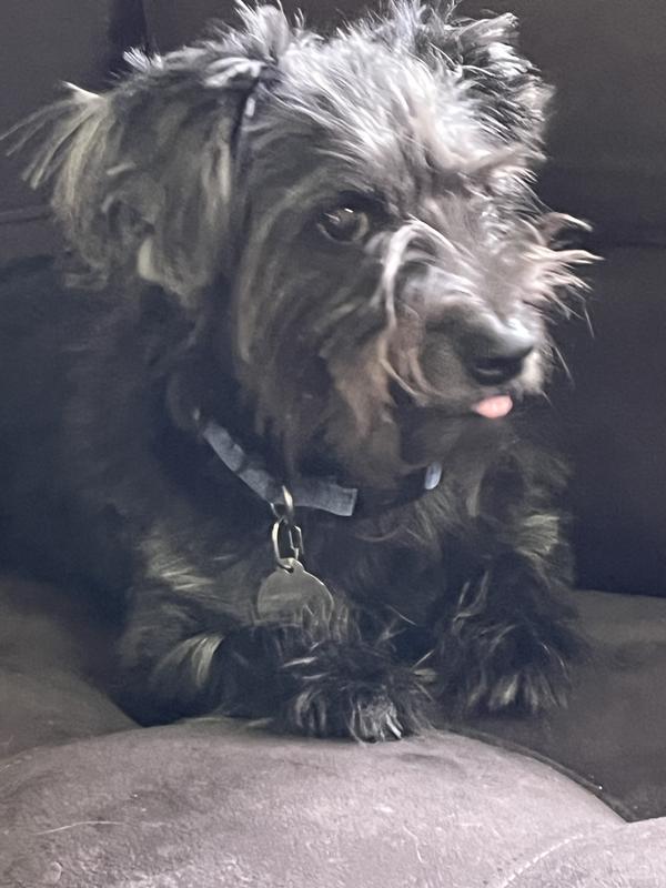 Sweet but can be scared of loud noises, strange people or dogs. Had a rough time with his first family who dumped him into foster care at age 5.  He is my sweet baby