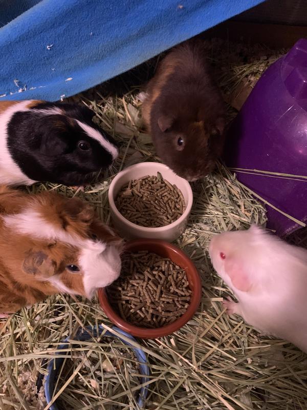 Four piggies feasting