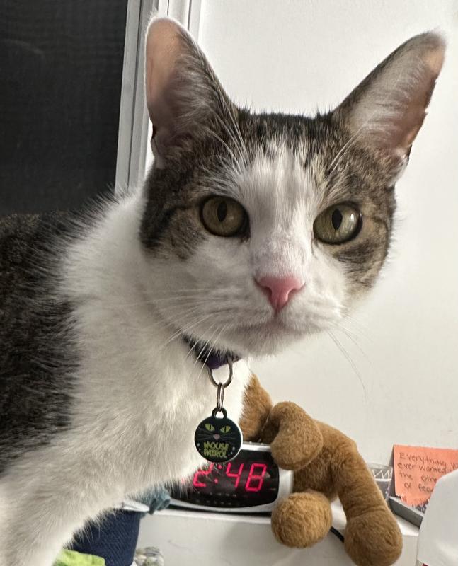 Marshall with his new Mouse Patrol tag! He loves to catch mice!