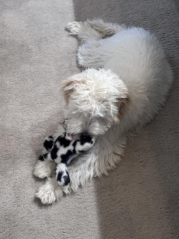 Cow and puppy bonding