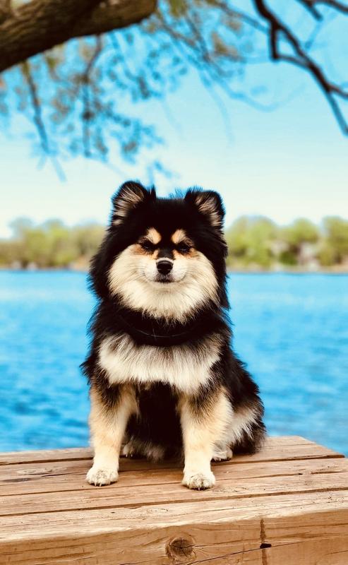 SURI enjoying her activities - hiking the MN trails with me❣️