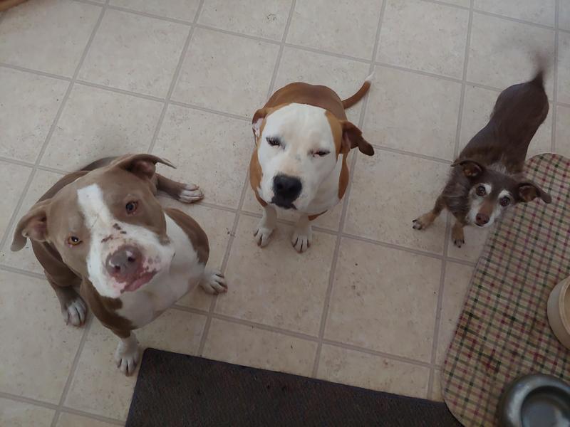 MILKBONE Large MaroSnacks Dog Treats, 58oz box