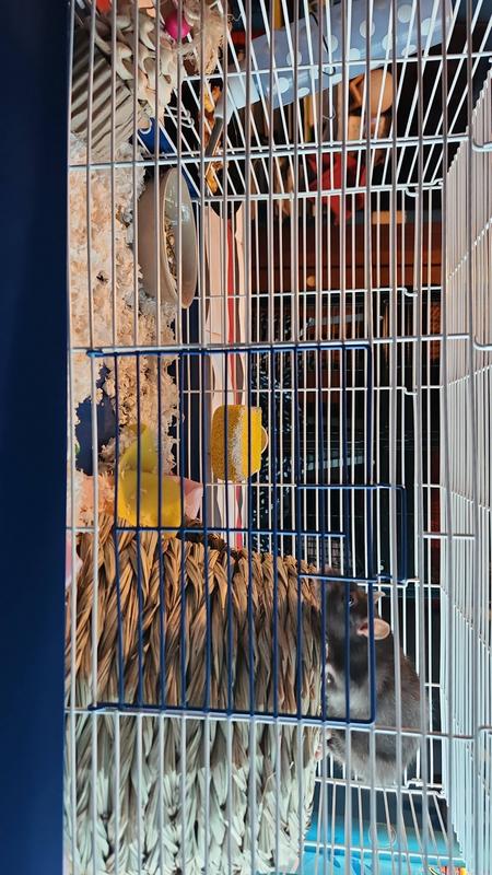 Ware Chew Proof Small Animal High Rise Cage - CountryMax