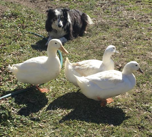 Shamrock and his ducks Penny, Pearl and Popcorn.