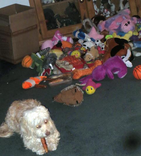 Corki loves her toys and treats