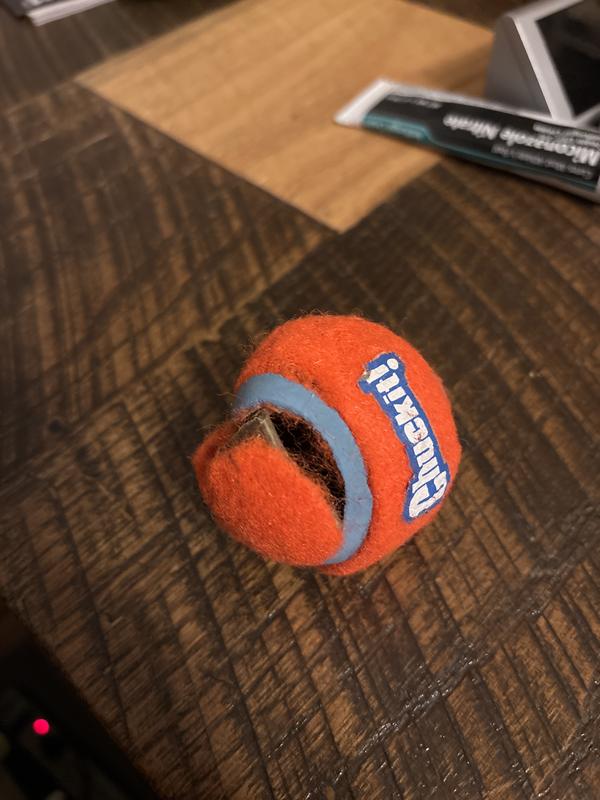 A shih tzu did this???