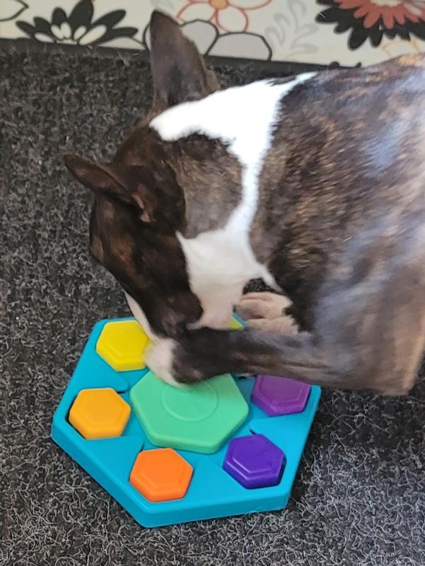Captain Eubie, destroyer of toys, mini bull terrier