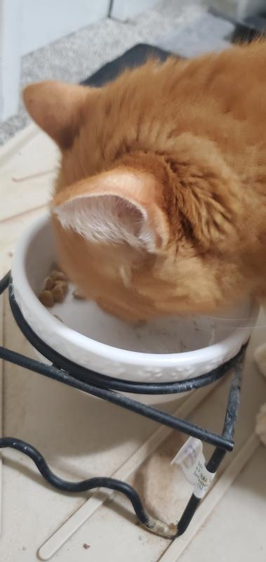 Pugsly dug right in to his Royal Canin!