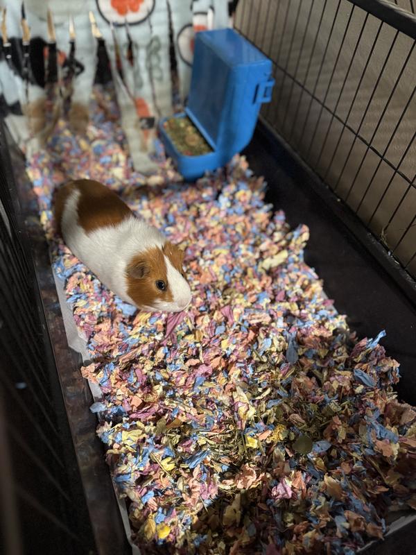 Gizmo showing his new bedding