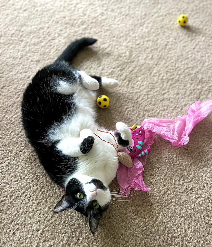 KONG Holiday Refillables Purrsonality Naughty Cat Toy