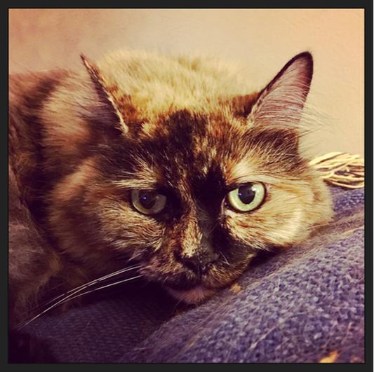 "Tidy Cats, you're better than this."
-Mavis