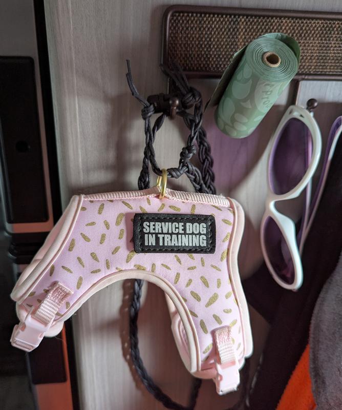 Yes that is a kitten harness, xs dog harnesses were still too big for my lil Pu in training