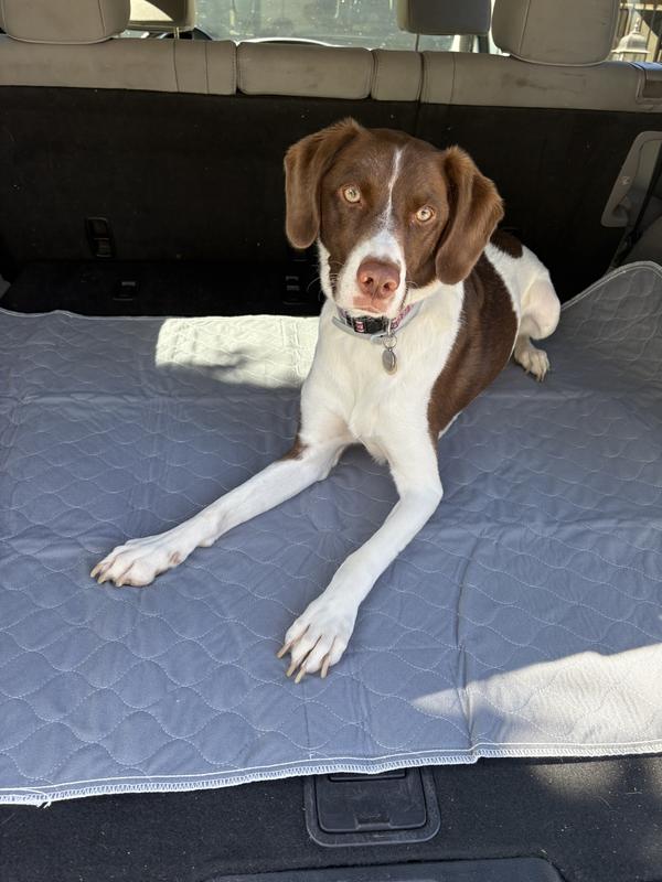 Bodie on his pad. Easy clean up now.