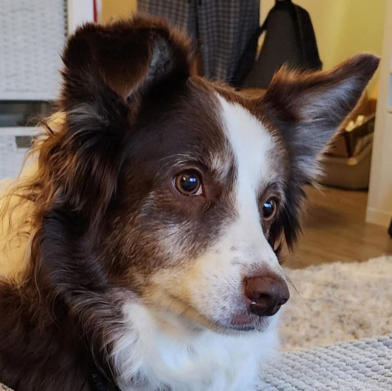 Rosie waiting me to open the Whimzee box.