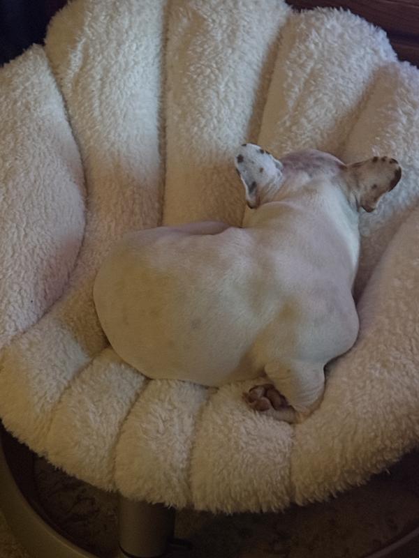 Chloe in her new bed