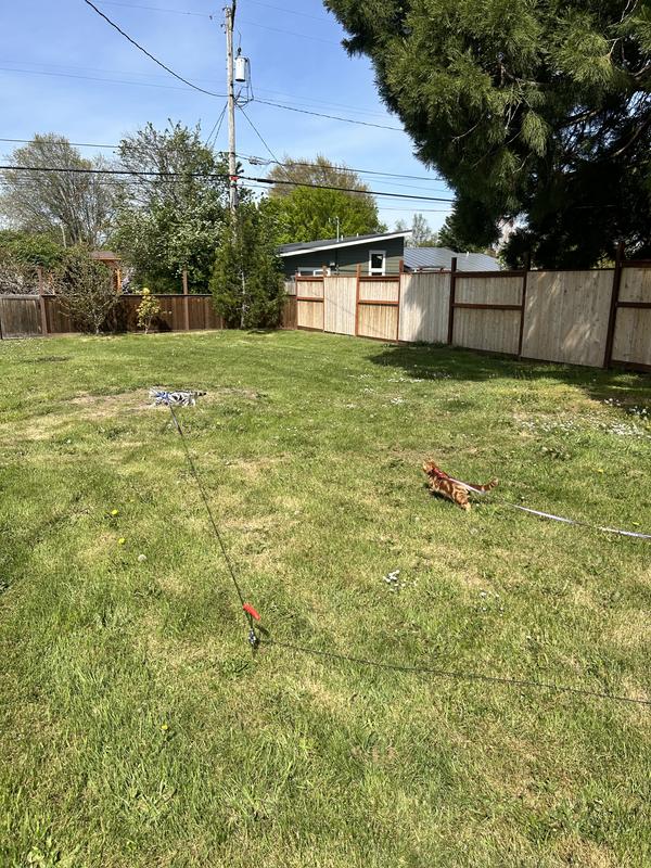Our kitties love being outdoors on their long tie-outs