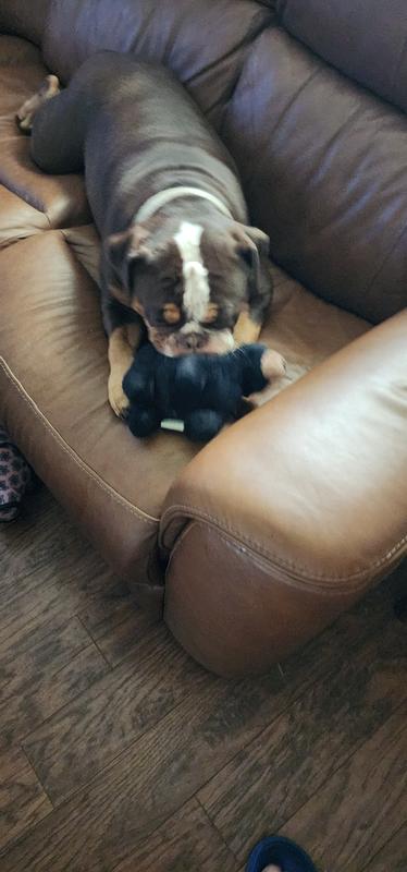 Maddy getting down on the new bear.