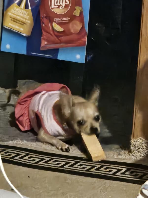 Peaches using her back teeth with her Yak Milk bar.