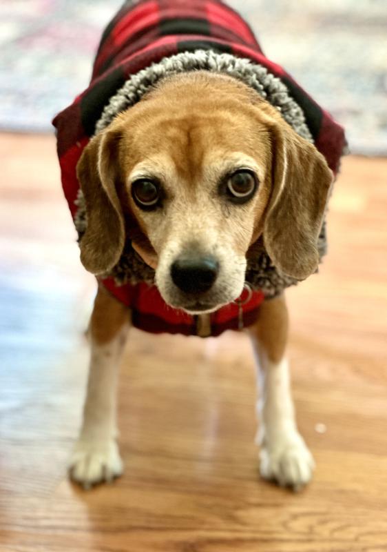 Bella-12years