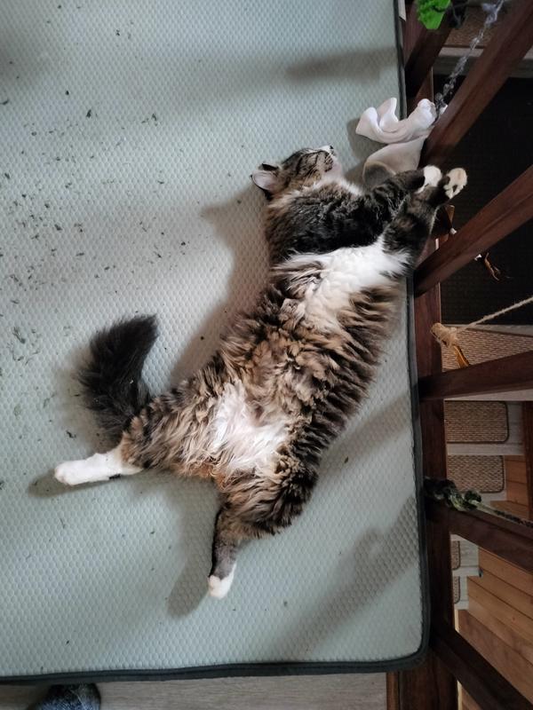 A catnip catnap