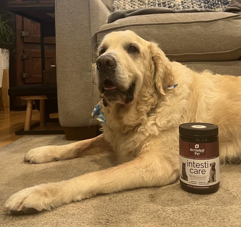 Happy intestines, happy dog!