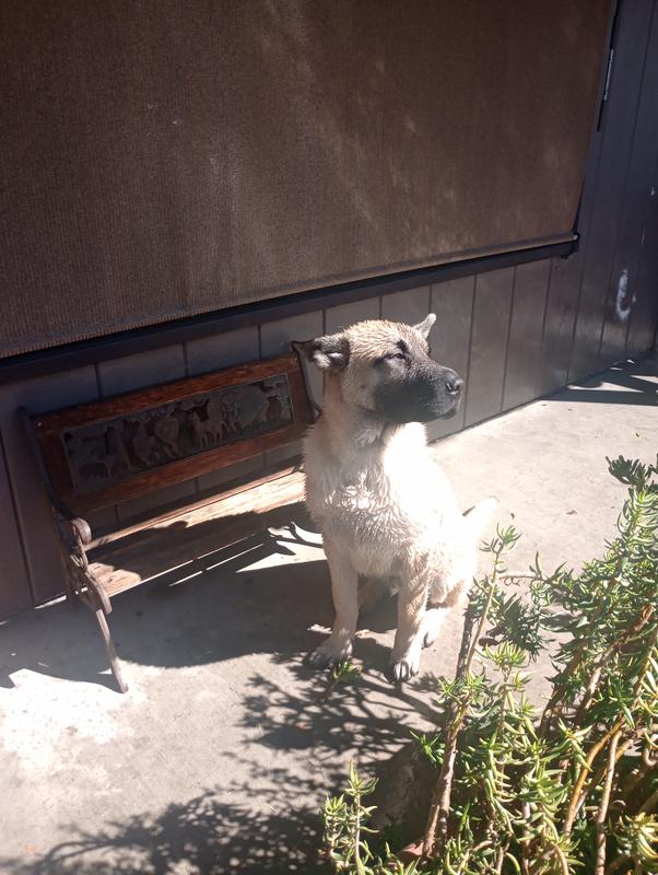 He just has beautiful coat with this pedigree food he loves the chicken and he was only 6 months