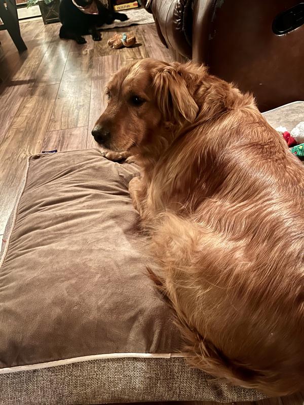 Cookie on her new bed