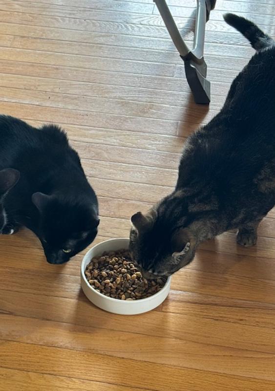 My elderly tripod Jake could stand to gain a little weight, and he loves it!