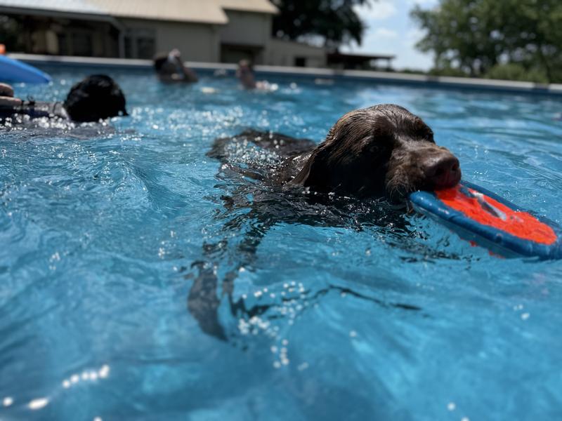 Enjoying the toy in the pool