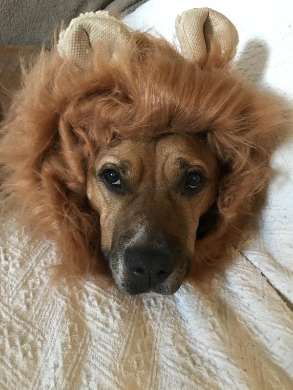 Brooklyn in her lion costume