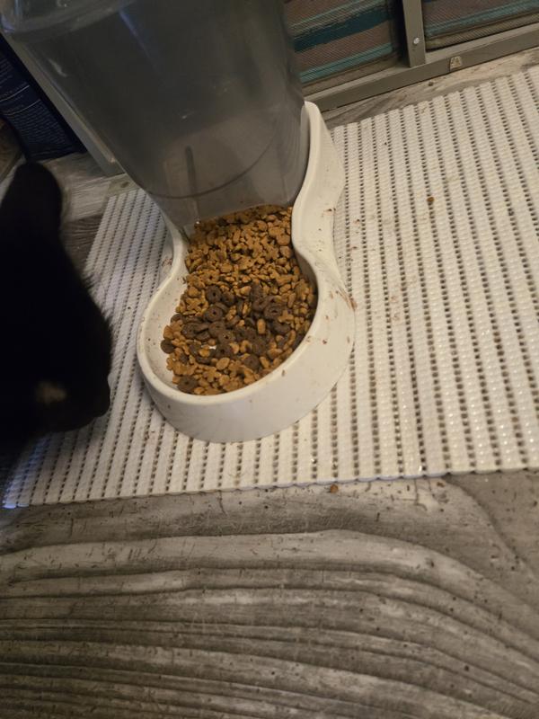 Enjoying as new treat then transitioning into daily feedings