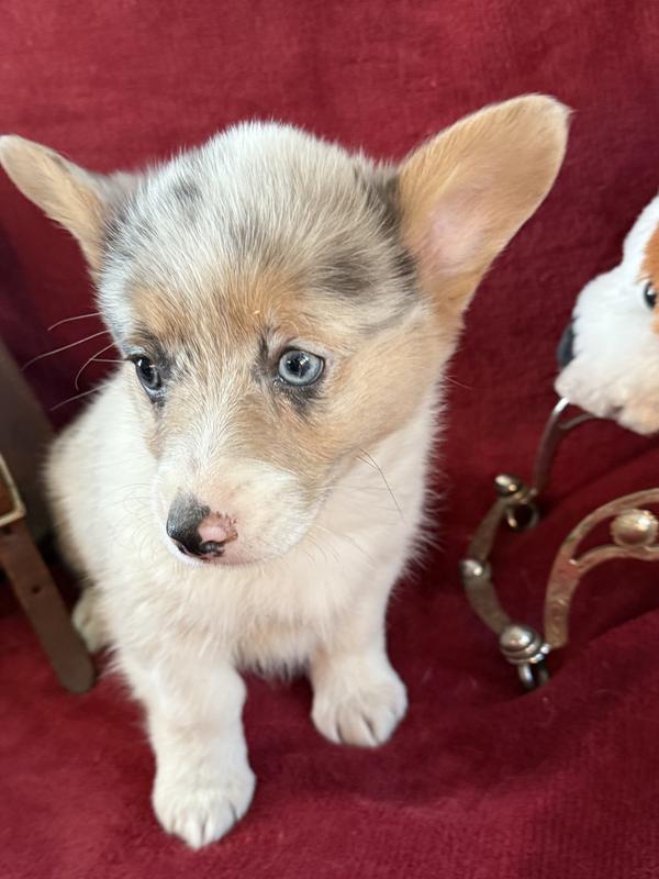 Looks and smells fantastic!