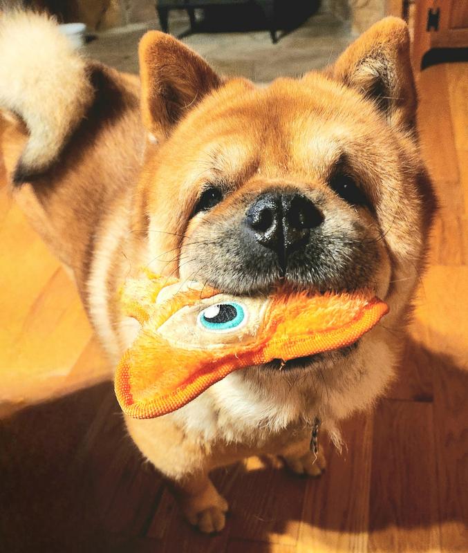 Mei loves her squeaky fox toy!