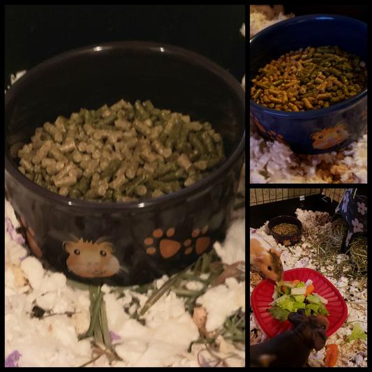 KAYTEE Paw Print Small Animal Food & Water Bowl, Color Varies, Guinea Pig