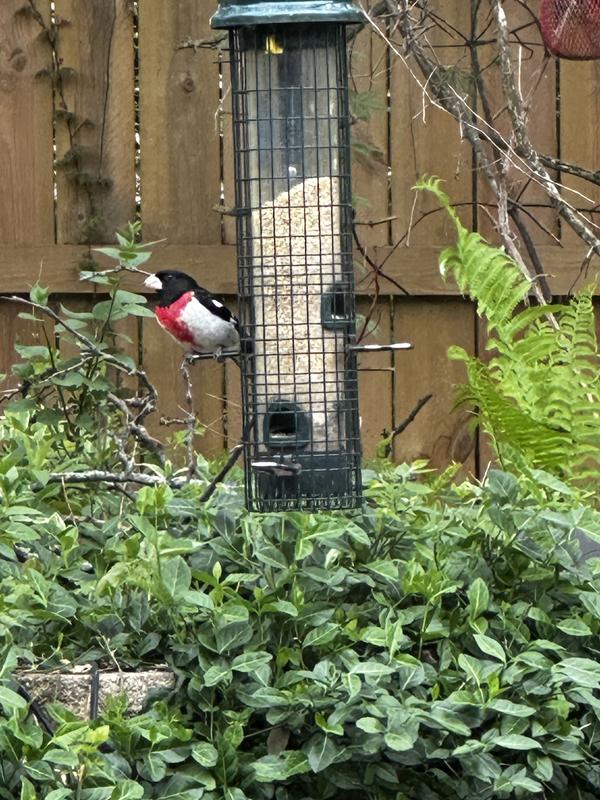 Rose breasted Grosbeak Spring 2025