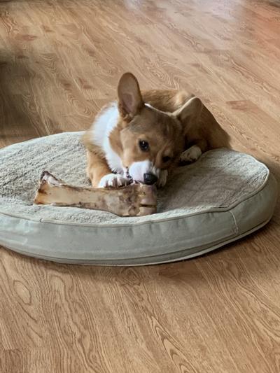 Buddy loves the bones