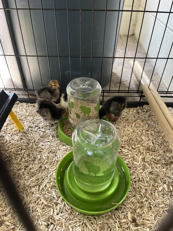 Chicks