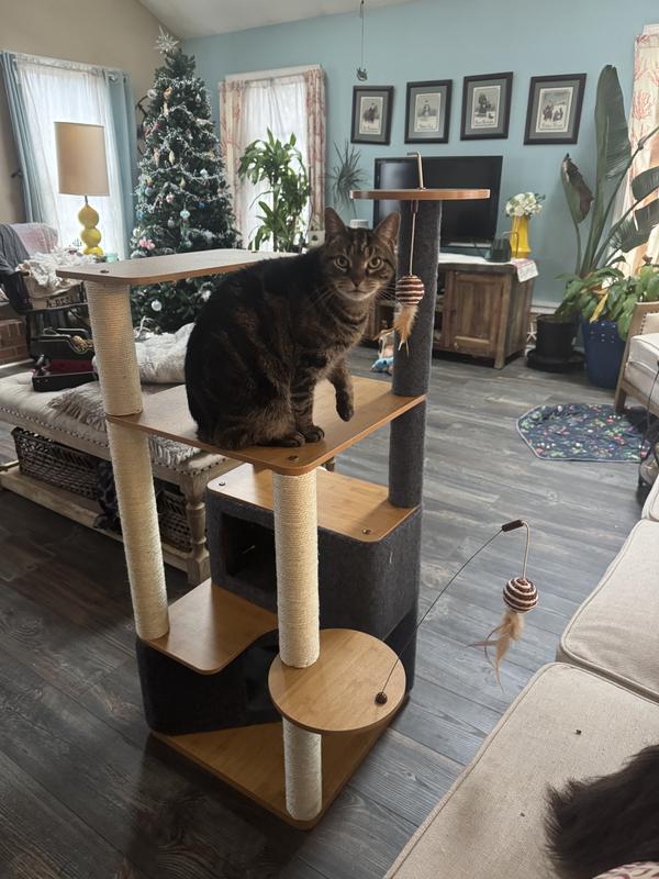 Flynnigan playing with the toys on the tower