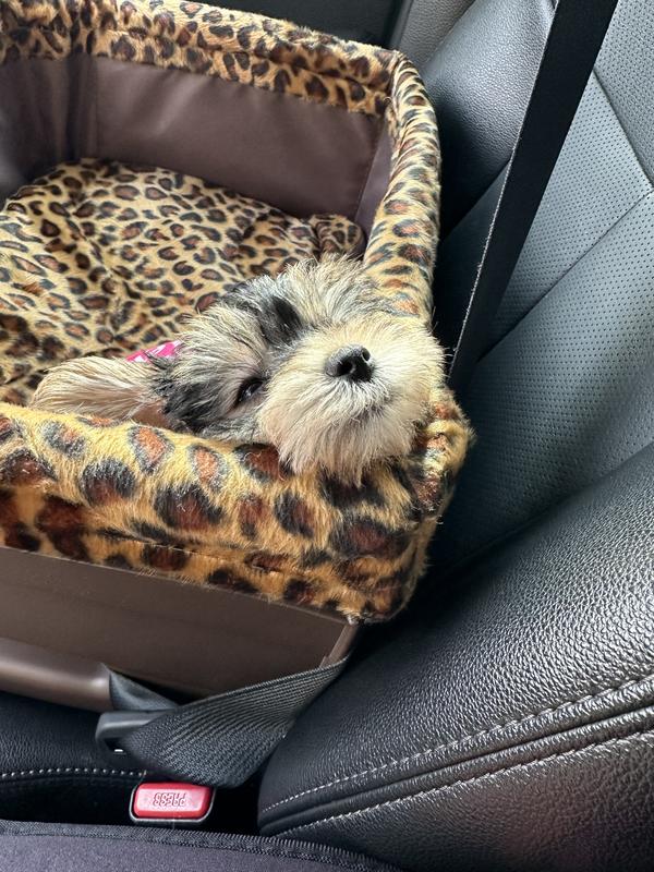 Pet Gear Dog & Cat Bucket Seat Booster