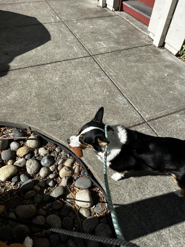Taking the chicken toy on a walk