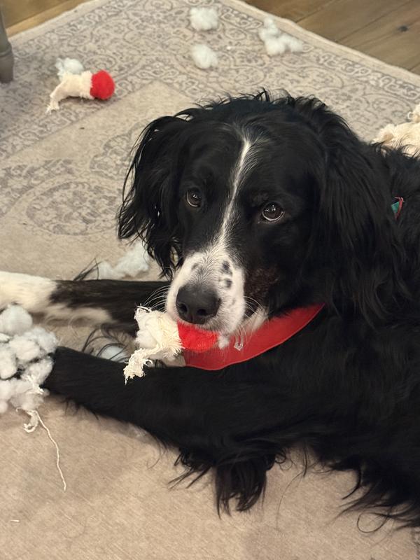 Destroying lamb chop is so fun!