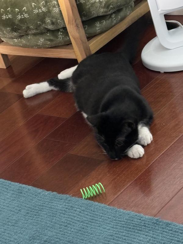 Carefully watching his prey…