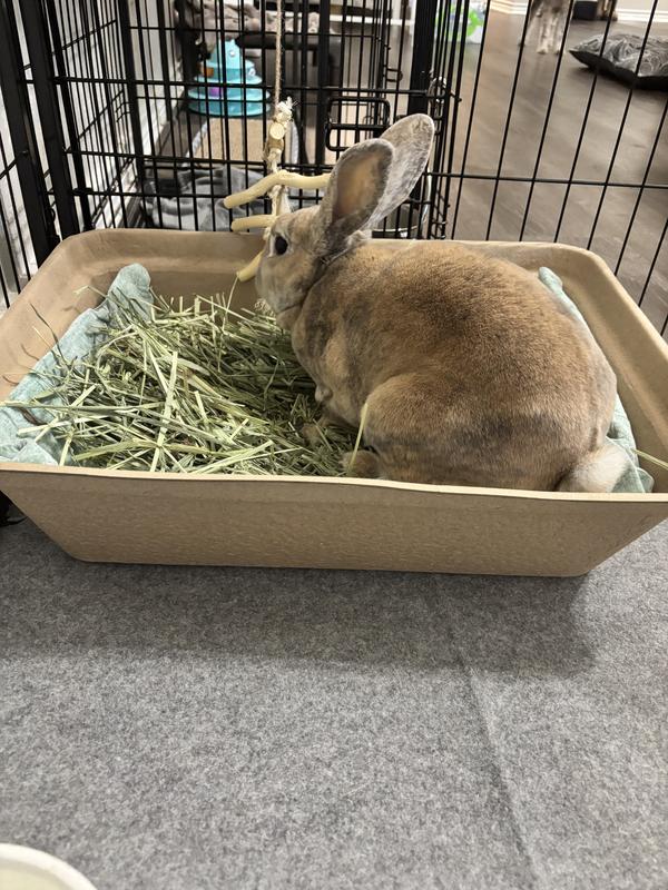 My adult male rex rabbit fits comfortably
