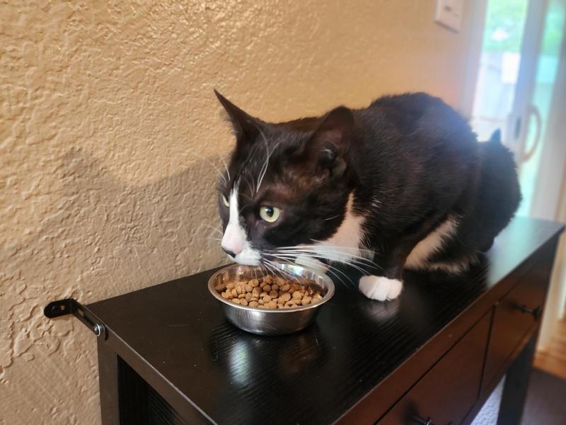 Loving the flavor & small kibbles