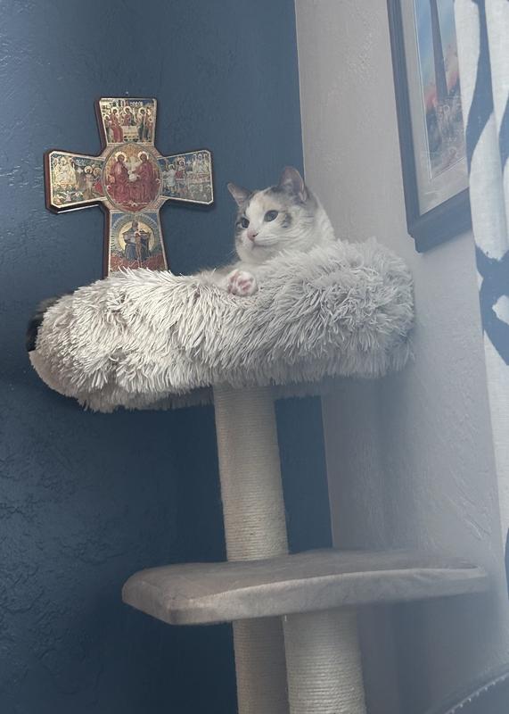 Pics for the Cat Tax