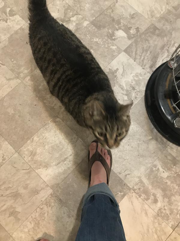 Frisco being clingy thanks to the collar