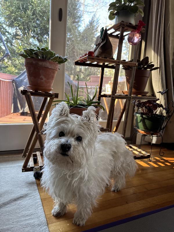 The only dog food my Westie Wilson has ever loved (& we have tried many, many brands!) Wilson is 15 years & 2 months old! 🙌🏼❤️