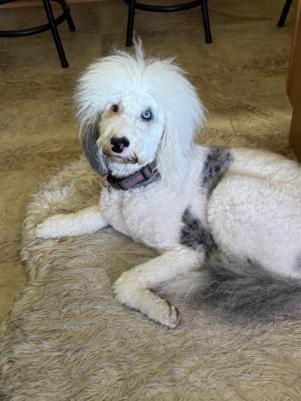 As you can see, they Love them and are so happy and content:) ... Not to mention, healthier for having them!