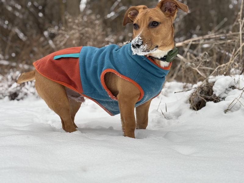 Harry- romping in the snow while looking good.