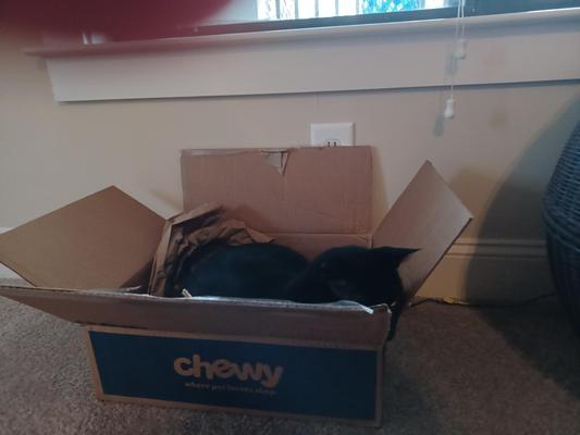 Milo loves to nap in his Chewy Box!